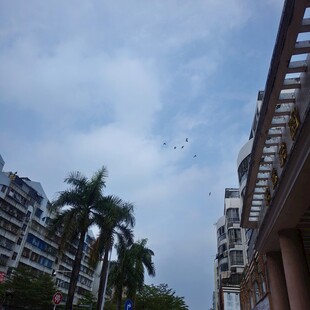 城市楼宇间的天空与飞鸟