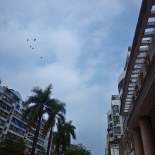 城市楼宇间的飞鸟与绿植