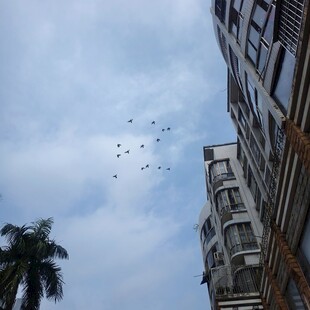 城市上空飞鸟与建筑景观