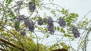 紫藤花绽放枝头