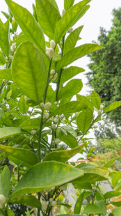 绿叶繁茂的清新植物