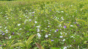 野花盛开的绿色草地