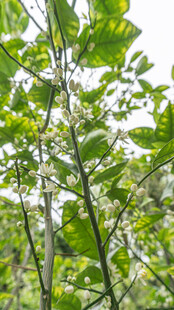 桂花 绿叶间的白色花簇