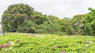 繁花绿树的自然美景