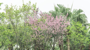 春日繁花绿树景致