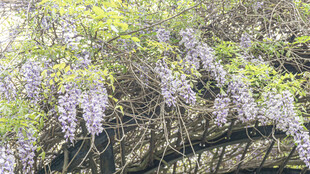 紫藤花垂挂 绽浪漫之美