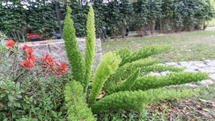 庭院中的绿植花卉景观