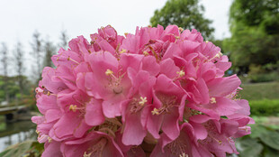 非洲芙蓉 娇艳粉色花卉绽放