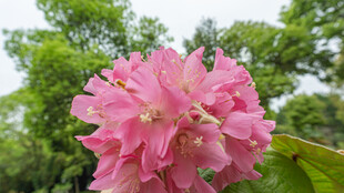 非洲芙蓉 粉色花朵绽放绿叶间