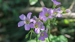 紫色小花绽放于绿意间