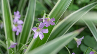 紫花绿叶植物特写
