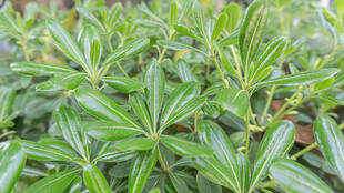 翠绿叶片的植物特写