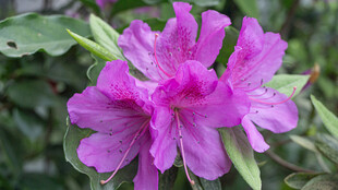 娇艳紫色花卉特写