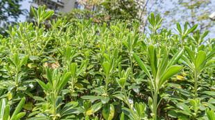 繁茂绿植景观 嫩芽