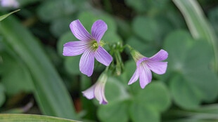 紫色酢浆草绽放的美丽