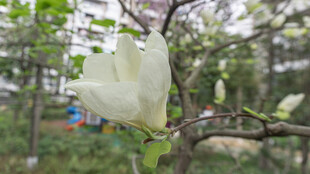 枝头绽放的白色玉兰花