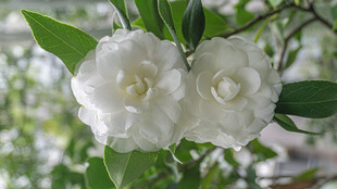 洁白山茶花绽放枝头