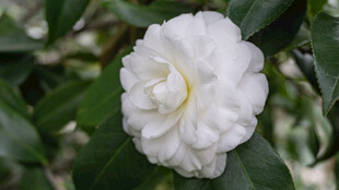 洁白山茶花绽放绿叶间