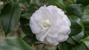 洁白山茶花绽放绿叶间