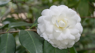 洁白山茶花绽放枝头