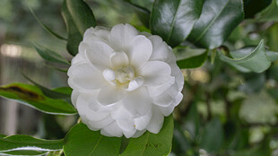 洁白绽放的单朵栀子花