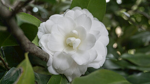 洁白山茶花绽放枝头