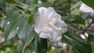 洁白山茶花绽放枝头