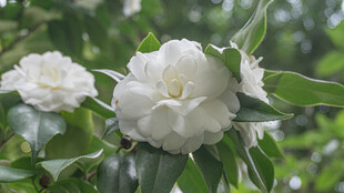 洁白山茶花绽放于绿叶间