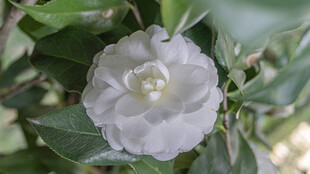 洁白山茶花绽放