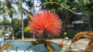 艳丽朱缨花特写