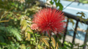 艳丽红绒球花绽放