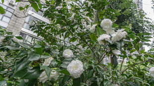 繁茂枝头的洁白花朵