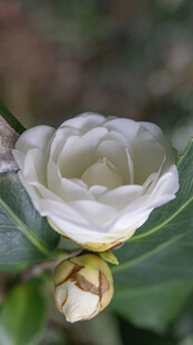 洁白山茶花特写