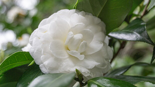 洁白山茶花绽放绿叶间