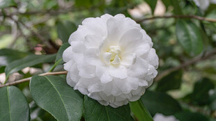 洁白单瓣山茶花特写