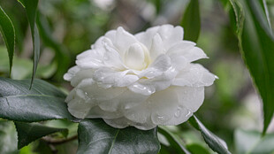 洁白山茶花绽放于绿叶间