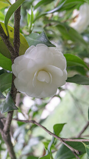 白色山茶花特写