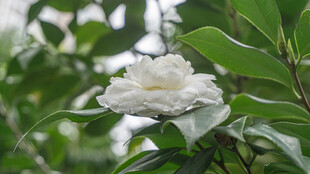 洁白山茶花绽放绿叶间