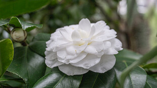 洁白山茶花绽放绿叶间