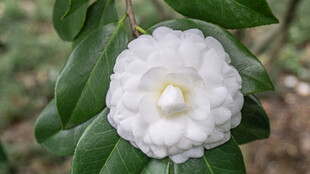 洁白山茶花绽放绿叶间