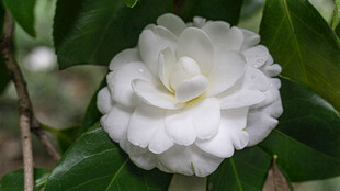 洁白山茶花绽放绿叶间