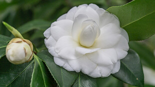 洁白山茶花绽放