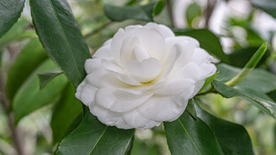 洁白山茶花绽放绿叶间