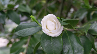 洁白山茶花绽放绿叶间