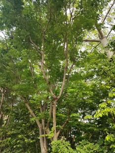 茂密树林中的高大树木