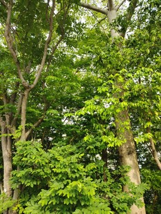 茂密绿意盎然的森林景象