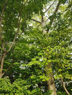 茂密树林中的繁茂枝叶