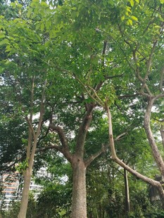 繁茂绿树
