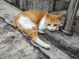 橘白猫咪惬意躺地小憩