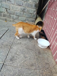 橘猫低头嗅食碗中食物